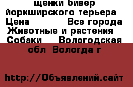 щенки бивер йоркширского терьера › Цена ­ 8 000 - Все города Животные и растения » Собаки   . Вологодская обл.,Вологда г.